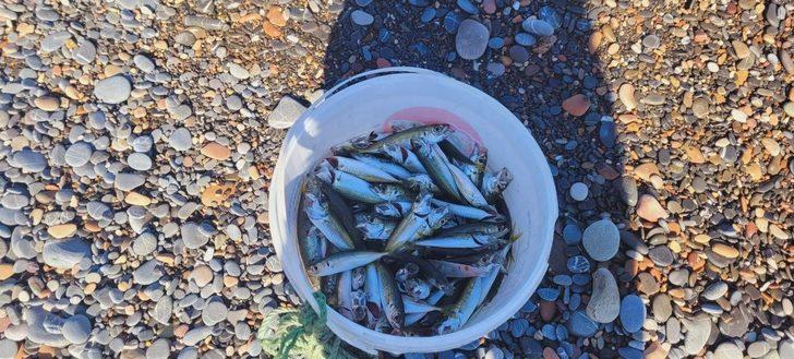 Poyraz yüzleri güldürdü! Oltayı atan kova kova balık tutuyor G2