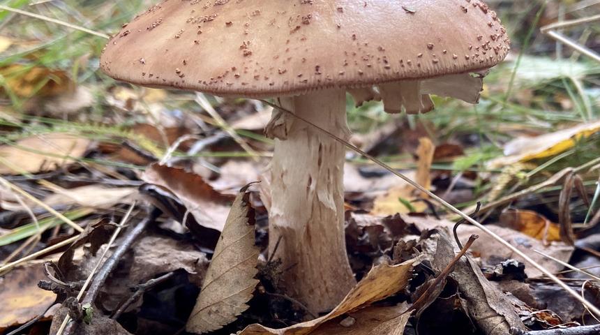 Mantar zehirlenmesine dikkat