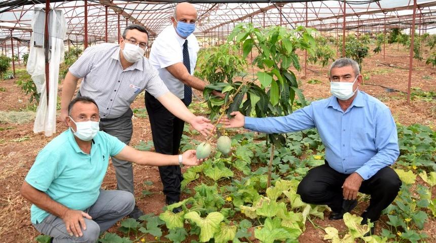 Çiftçiler tropik meyvelere yöneldi! 4 dönümlük seradan 2 çeşit mango üretimi yapılıyor