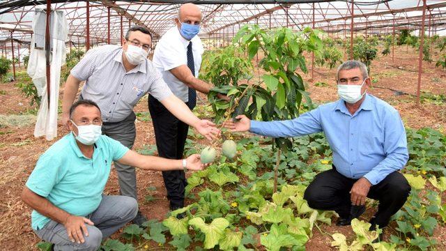 Çiftçiler tropik meyvelere yöneldi! 4 dönümlük seradan 2 çeşit mango üretimi yapılıyor