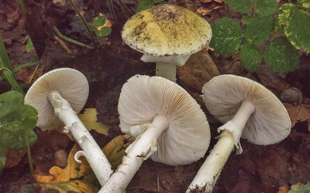 Doğu Karadeniz de mantar zehirlenmesinde korkutan artış! Belirtileri yaşayan hastaneye koşuyor 1