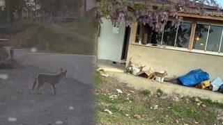 Kimseye aldırış etmedi! Tilkinin rahatlığı şaşırttı
