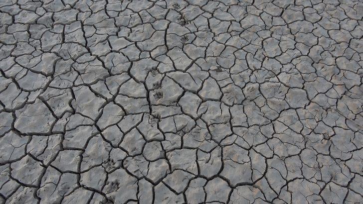 Van'da artan balık ölümleri inceleniyor G1