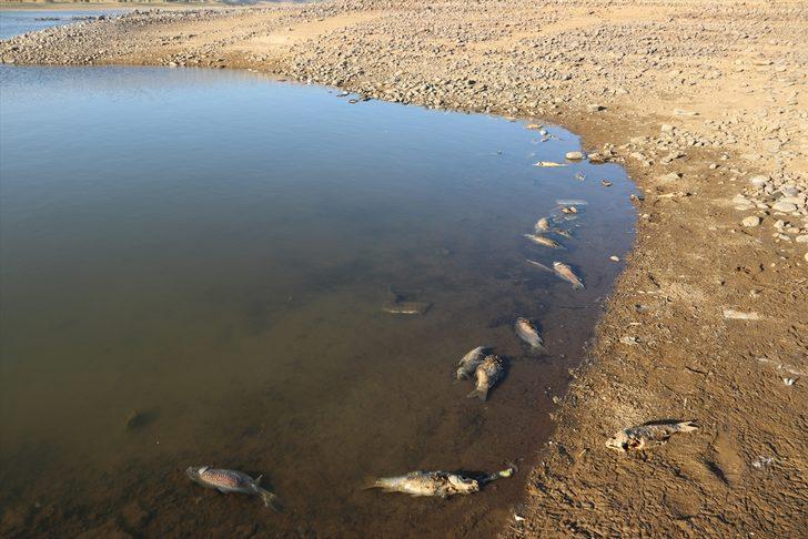 Van'da artan balık ölümleri inceleniyor G2