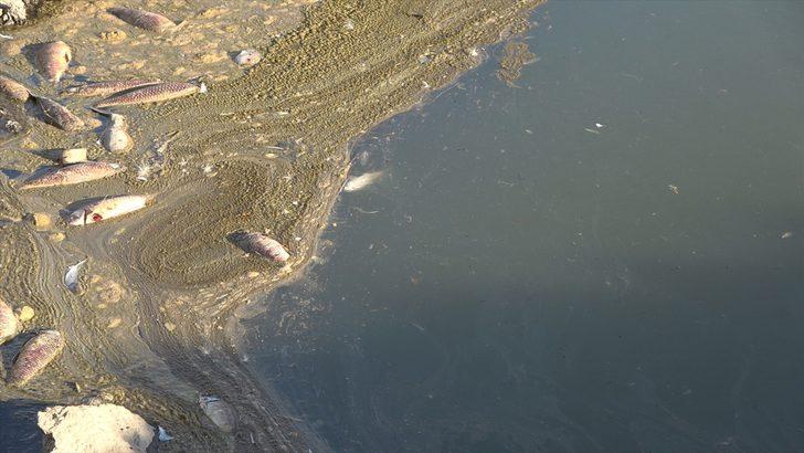 Van'da artan balık ölümleri inceleniyor G3
