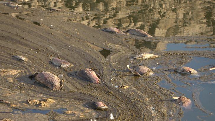 Van'da artan balık ölümleri inceleniyor G5