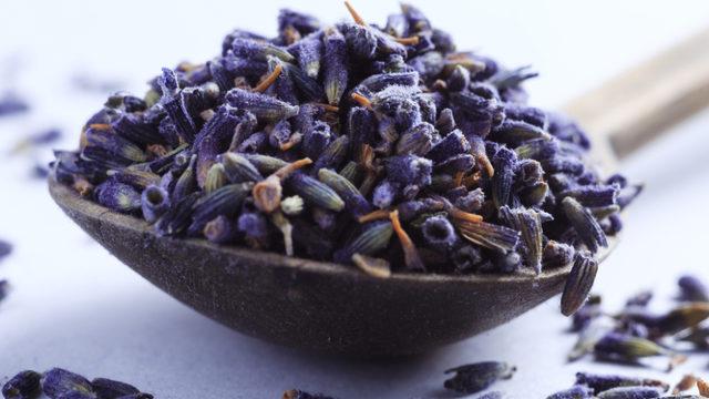 Mor altın olarak bilinen lavanta her derde deva! İbn-i Sina'dan örnek verdi