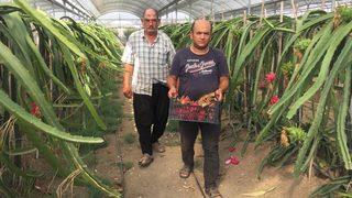 İnternette görüp bir dönüm alana ektiler! Kilosu 35 lira