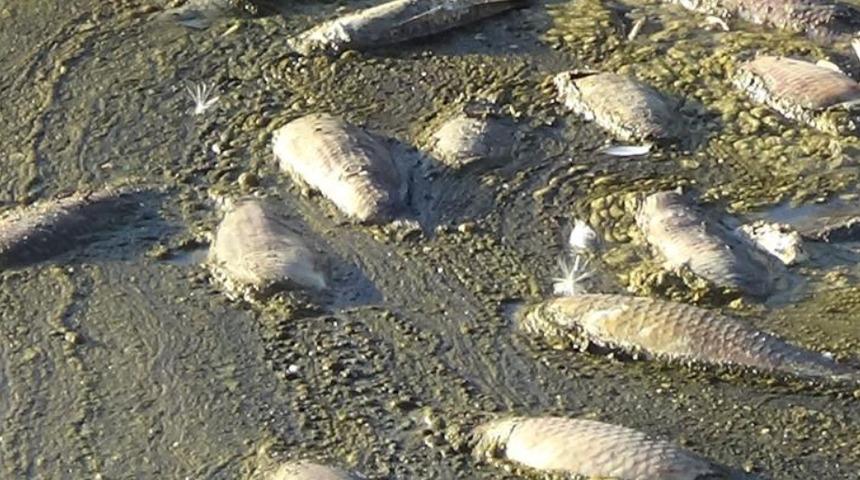 Van’daki balık ölümlerinin nedeni belli oldu! Tarihinde hiç olmadığı kadar...