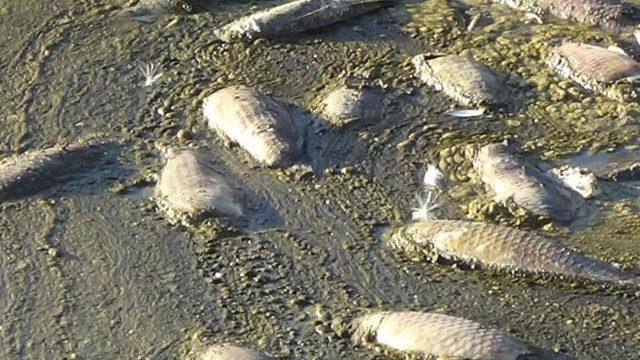Van’daki balık ölümlerinin nedeni belli oldu! Tarihinde hiç olmadığı kadar...