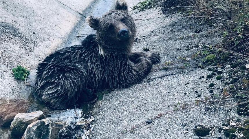 Bolu'da aracın çarptığı ayı yavrusu öldü