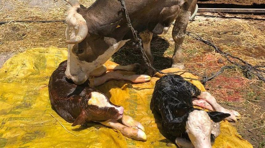 İnek iki farklı cins buzağı doğurdu, görenler şaşkına döndü