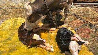 İnek iki farklı cins buzağı doğurdu, görenler şaşkına döndü
