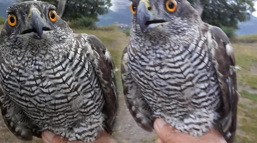 Tavuklarına musallat olan yırtıcı kuşu eliyle yakaladı