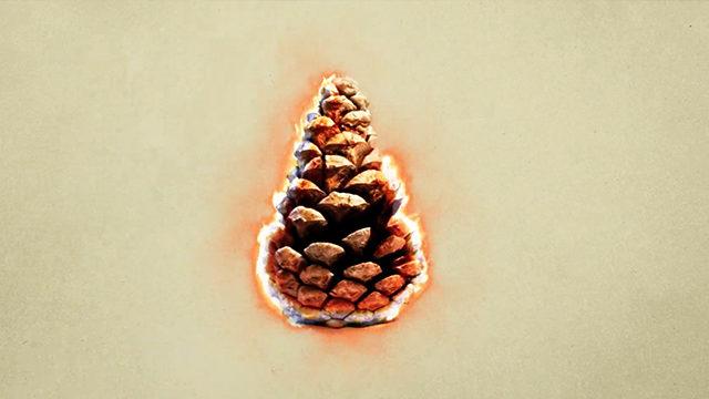 Ormanlar yangın sonrası nasıl 'iyileşiyor'?