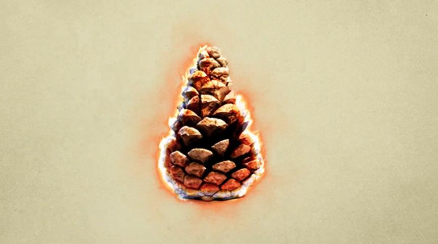 Ormanlar yangın sonrası nasıl 'iyileşiyor'?