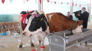 AGROTEC 24. Uluslararası Tarım Fuarı’nda inek sağma yarışması düzenlendi