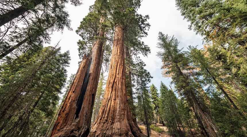 Dünyanın en büyük ağaçları tehdit altında