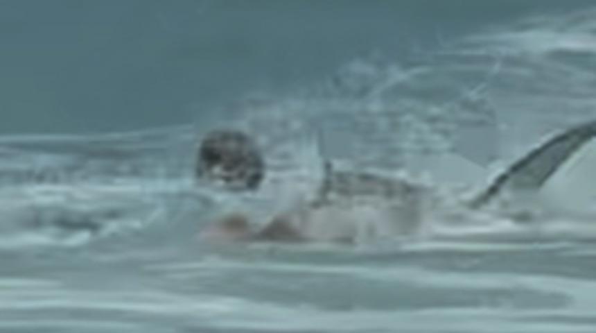 Arkasından sinsice yaklaştı! ABD'de sörf yapan gencin kolunu köpek balığı ısırdı