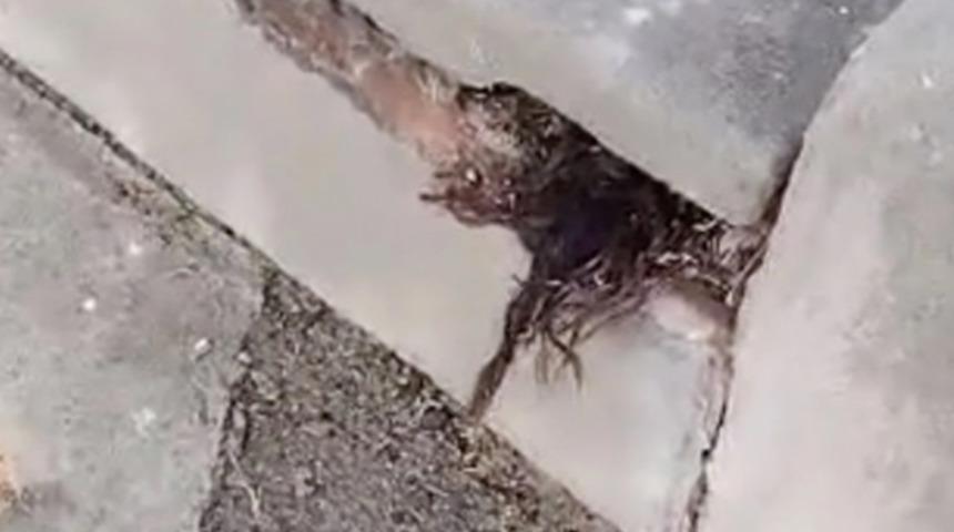 Mezarlıkta tüyler ürperten görüntü! Mezar taşları arasından saçlar çıktı