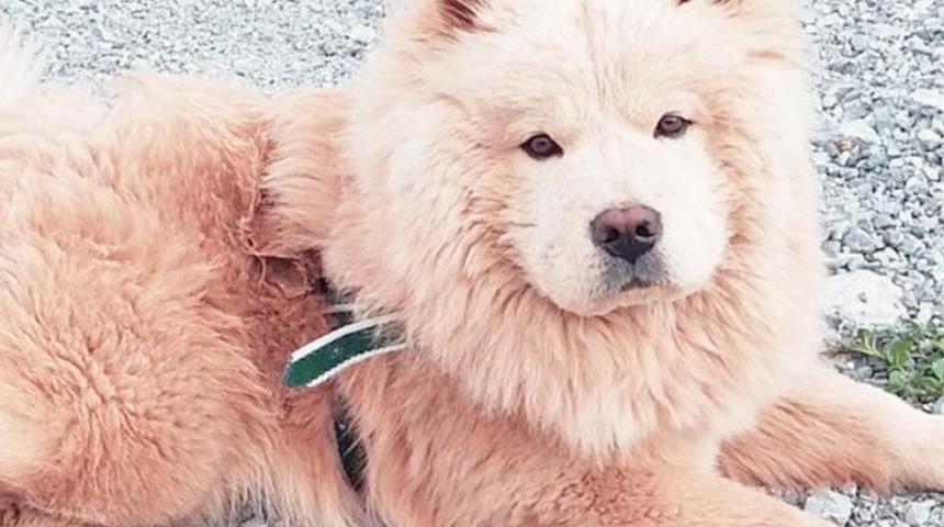 Her yerde 'Muhtar' adındaki k&ouml;peğini arıyor! Bulana &ouml;d&uuml;l var