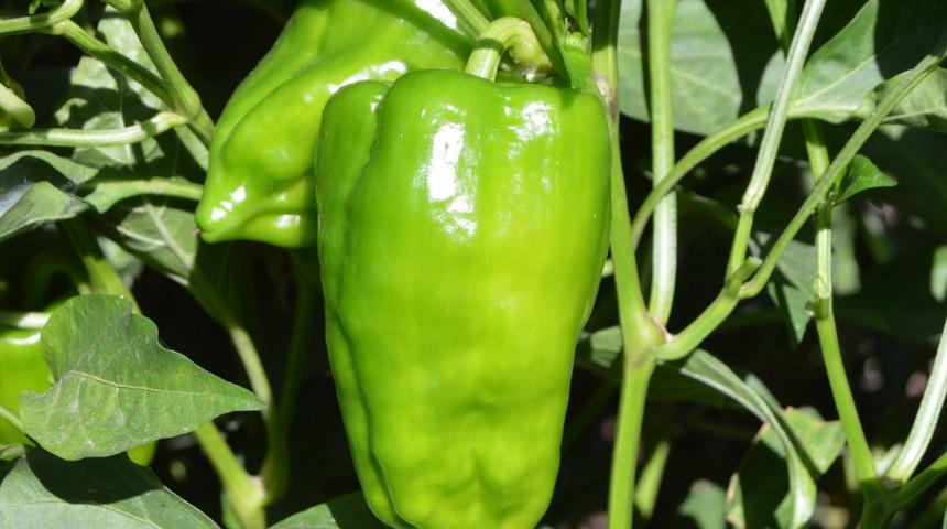 Bu biber başka bibere benzemiyor! Yıllardır aynı toprağa, aynı tohumla ekiliyor: Tescillenecek