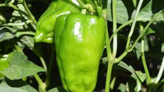 Bu biber başka bibere benzemiyor! Yıllardır aynı toprağa, aynı tohumla ekiliyor: Tescillenecek