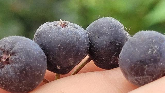 Ana vatanı Kuzey Amerika, Trabzon'da yok satıyor: Daha hasada başlamadan aronya meyvesi tükendi