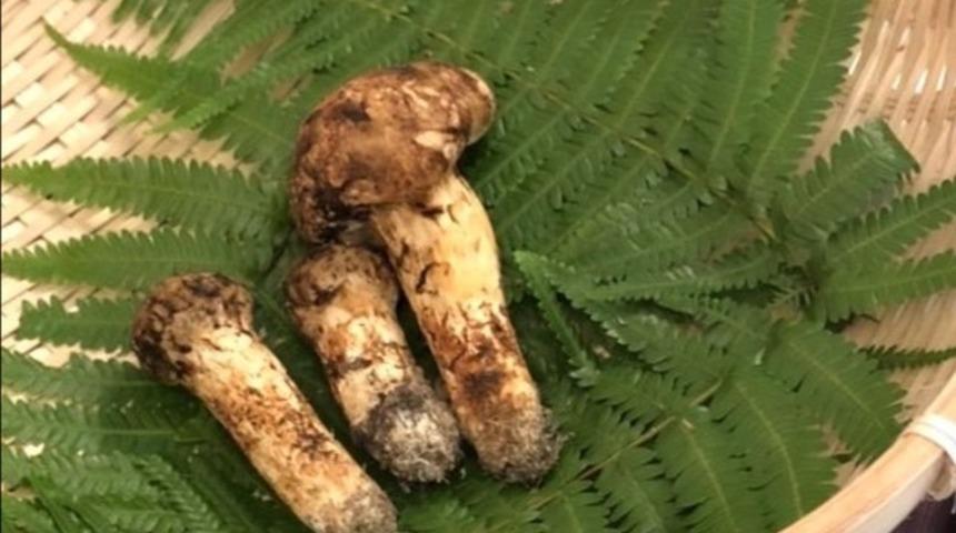 Japonya’da 3 adet mantar 65 bin liraya satıldı