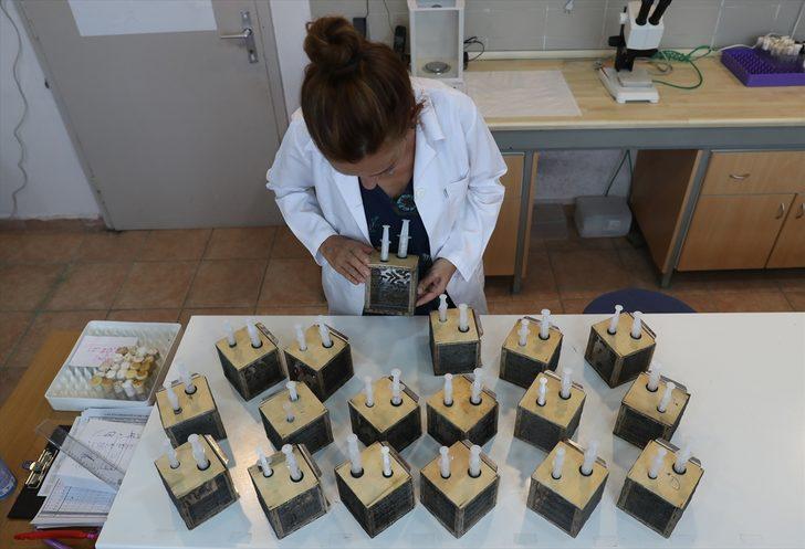 Çam balı üretimi için yanan bölgeleri "Basra böceği" ile aşılama önerisi G2