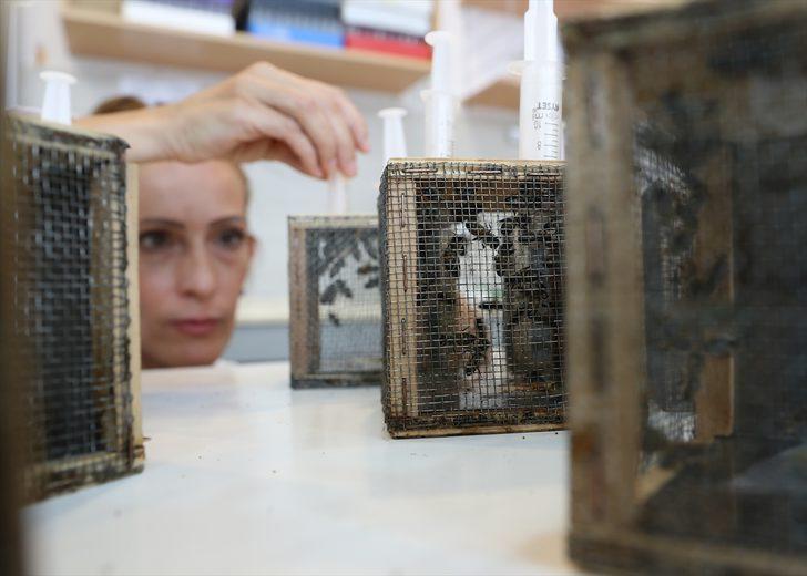 Çam balı üretimi için yanan bölgeleri "Basra böceği" ile aşılama önerisi G3