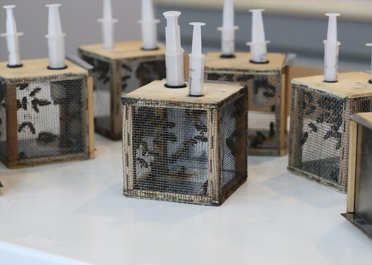 Çam balı üretimi için yanan bölgeleri "Basra böceği" ile aşılama önerisi G4