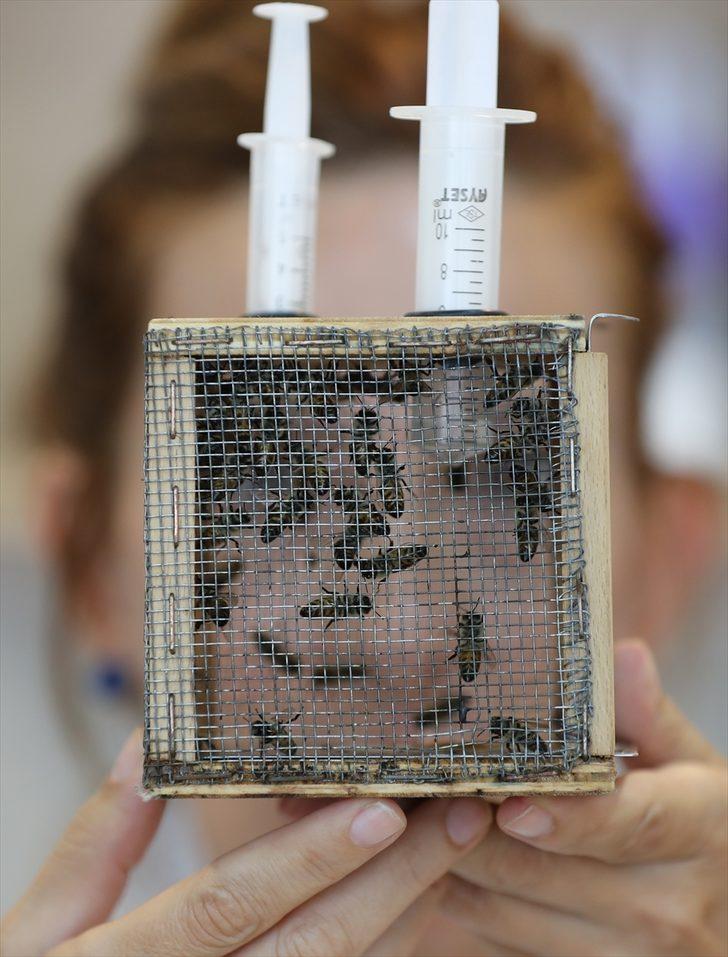 Çam balı üretimi için yanan bölgeleri "Basra böceği" ile aşılama önerisi G5