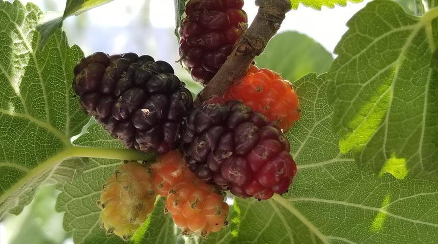 Şebinkarahisar karadutu coğrafi işaret olarak tescil edildi