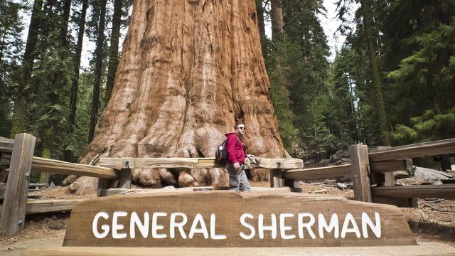 Sekoya Ulusal Parkı'ndaki General Sherman adlı ağaç