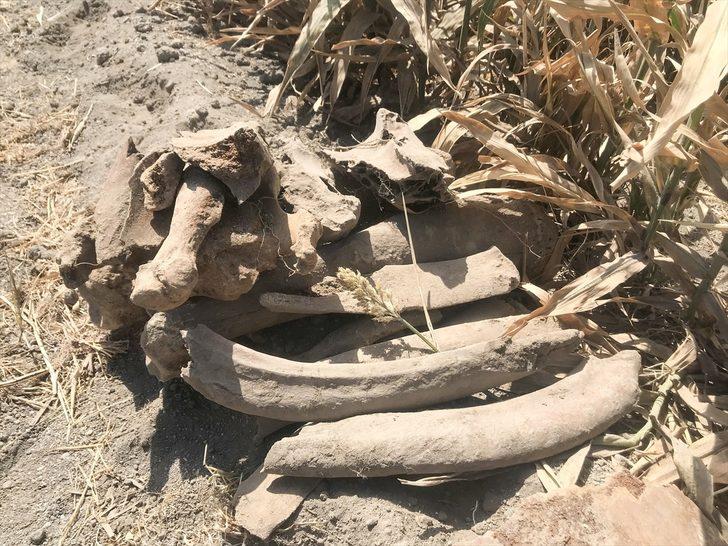 Kahramanmaraş'ta heyecanlandıran keşif! Tarlasını mısır ekmek için sürdü, fil fosili buldu G2