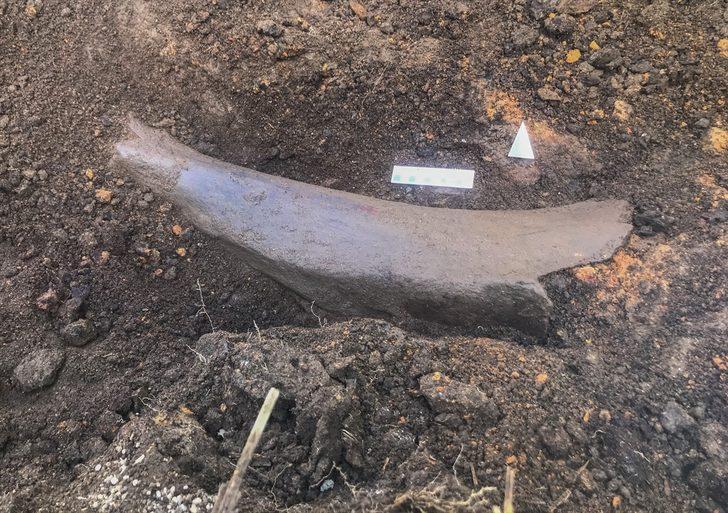 Kahramanmaraş'ta heyecanlandıran keşif! Tarlasını mısır ekmek için sürdü, fil fosili buldu G3