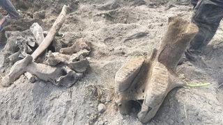 Kahramanmaraş'ta heyecanlandıran keşif! Tarlasını mısır ekmek için sürdü, fil fosili buldu