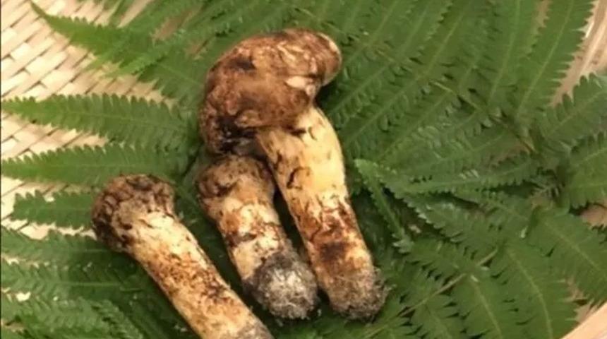 Japonya'da ilk hasat Matsutake mantarının üç tanesi 7 bin 600 dolara satıldı