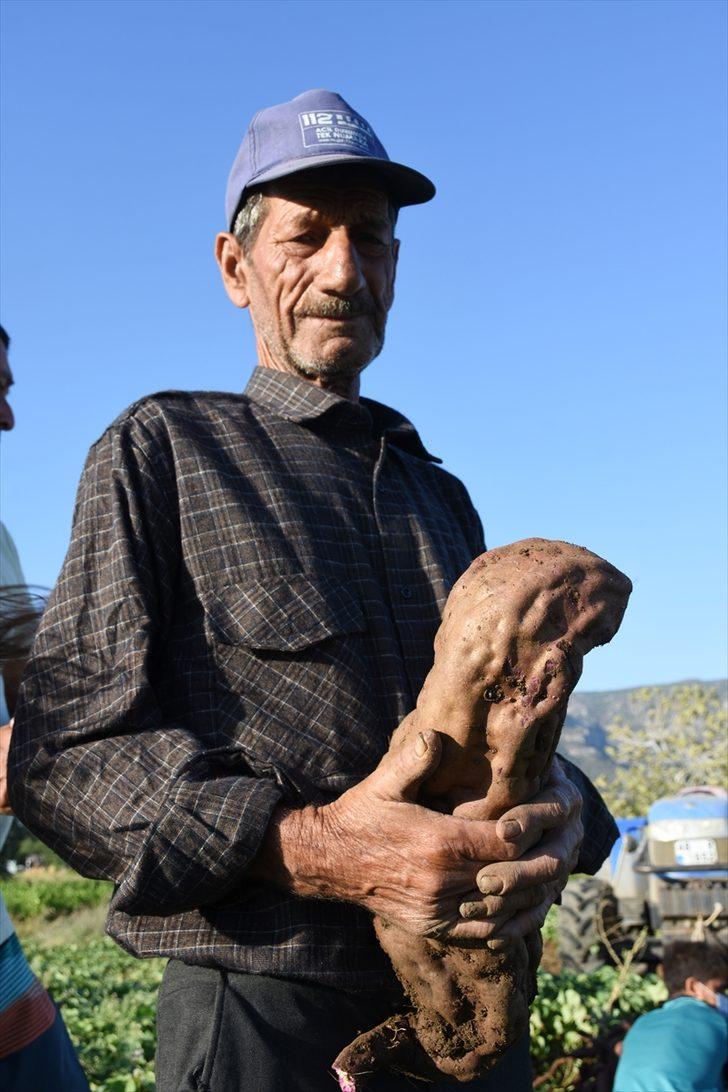 Muğla'da hasadına başlanan mor patates verimi ve fiyatıyla üreticiyi sevindirdi G1