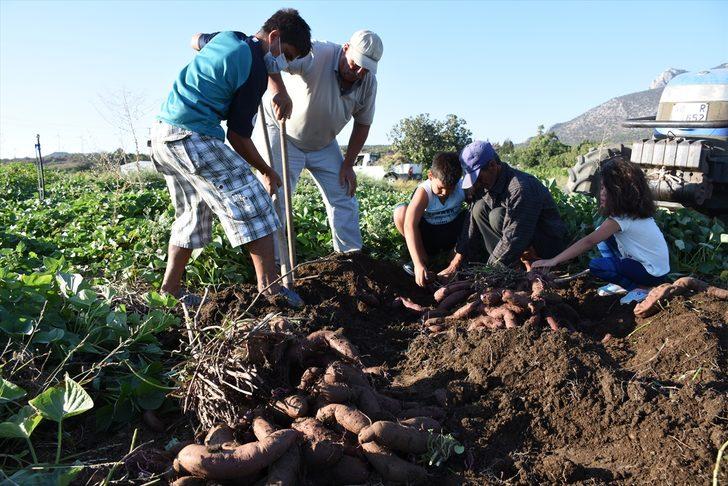Muğla'da hasadına başlanan mor patates verimi ve fiyatıyla üreticiyi sevindirdi G2