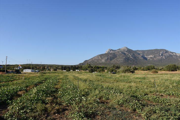 Muğla'da hasadına başlanan mor patates verimi ve fiyatıyla üreticiyi sevindirdi G3