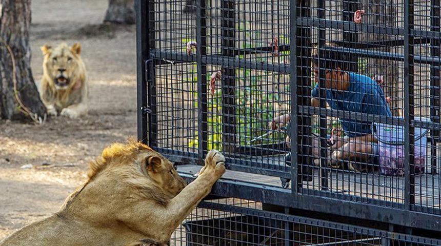 Antalya'da tepki çeken görüntü! Telli kamyonetle aslan safarisi: 20 dakika boyunca aslanların arasında dolaşıyorlar
