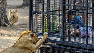 Antalya'da tepki çeken görüntü! Telli kamyonetle aslan safarisi: 20 dakika boyunca aslanların arasında dolaşıyorlar