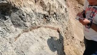 Denizli'de müthiş keşif! 17 milyon yıl öncesine ait fil dişi fosili bulundu