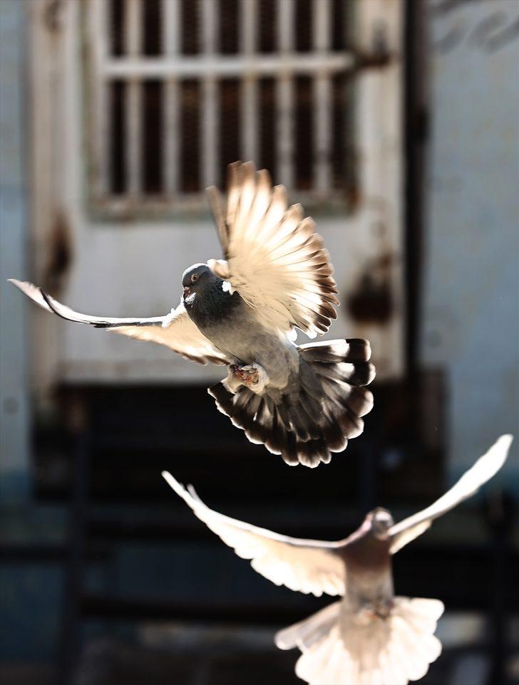 Karavanını hayvan barınağına dönüştüren "Kuşçu Ahmet"in 40 yıllık sevdası G3