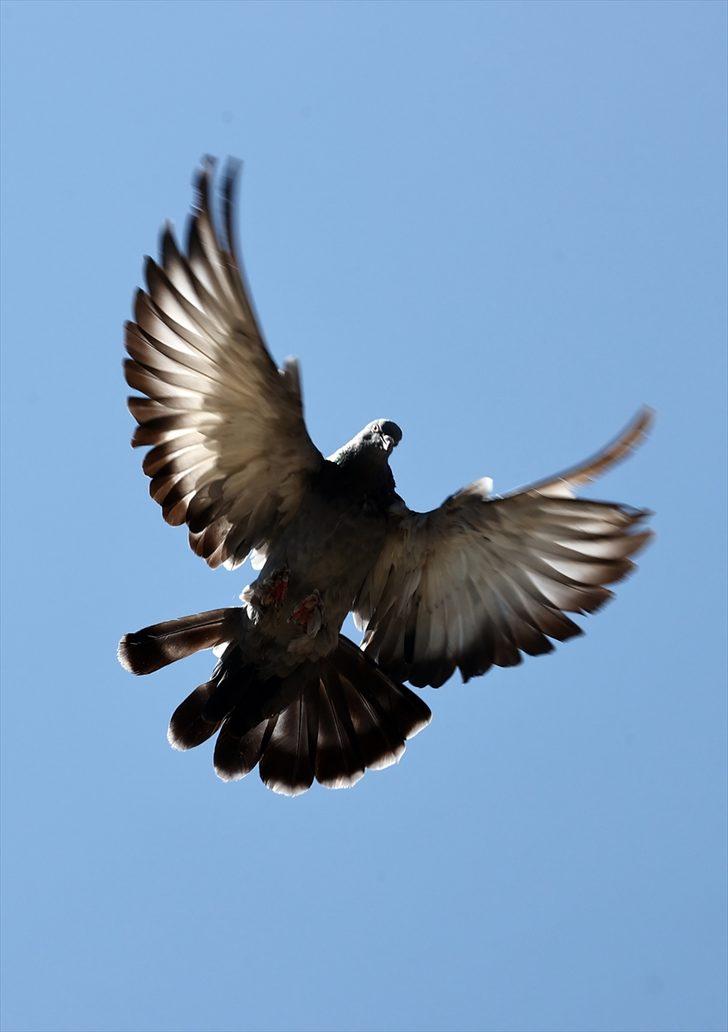 Karavanını hayvan barınağına dönüştüren "Kuşçu Ahmet"in 40 yıllık sevdası G4