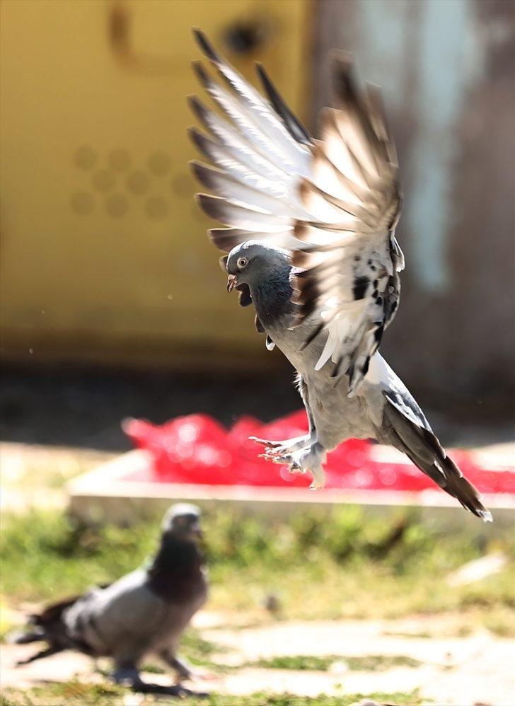 Karavanını hayvan barınağına dönüştüren "Kuşçu Ahmet"in 40 yıllık sevdası G5