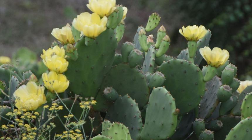 İlaç etkisi gösteriyor! Şifasını bilen dikenli kaktüse akın ediyor