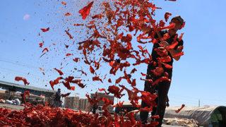 Şanlıurfa sokakları kırmızıya büründü! 'Kırmızı altın isot' 10 bin kişiye geçim kaynağı oldu 